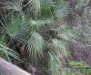 Chamaerops humilis