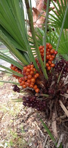 Chamaerops humilis pálma termése közelről, narancssárga és sötétlila bogyókkal.