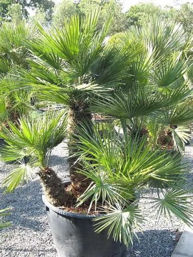 Chamaerops humilis pálma egy konténerben, kerti környezetben több törzzsel.