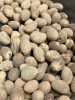 Brahea dulcis pálma érett magjai közelről