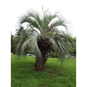 Butia odorata pálma szabadföldben, parkosított környezetben.