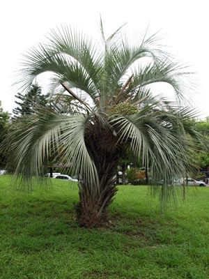 Butia odorata seed