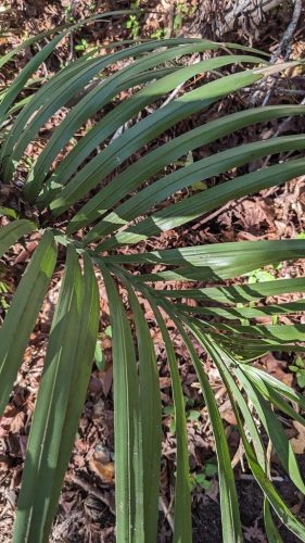 Butia odorata pálma levelei közelről.