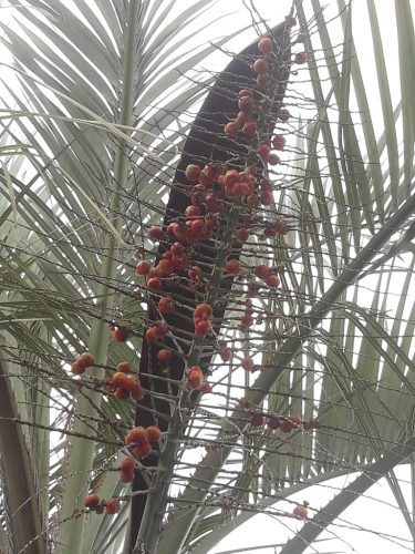 Butia odorata pálma piros termésekkel.