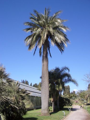 Jubaea chilensis seed