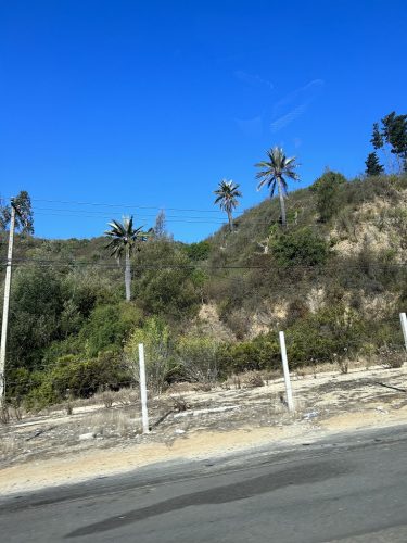 Jubaea chilensis pálmák egy hegyvidéki tájban, száraz, meredek lejtőkön.
