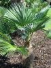 Egy fiatal Trachycarpus wagnerianus pálma kerti környezetben, legyező alakú levelekkel