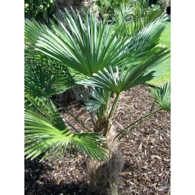 Egy fiatal Trachycarpus wagnerianus pálma kerti környezetben, legyező alakú levelekkel
