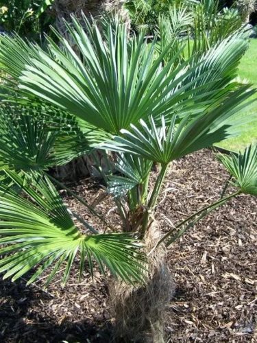 Egy fiatal Trachycarpus wagnerianus pálma kerti környezetben, legyező alakú levelekkel