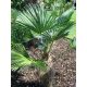 A young Trachycarpus wagnerianus palm in a garden setting, with fan-shaped leaves