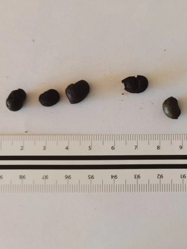 Több Trachycarpus wagnerianus pálmamag egy vonalzó mellett, fehér háttéren