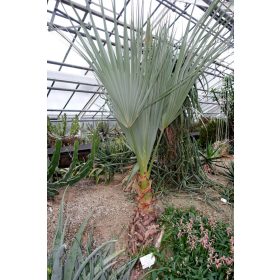 Nannorrhops ritchiana