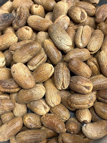 Phoenix theophrasti datolyapálma érett magjai közelről