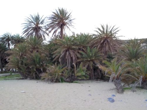 Phoenix theophrasti természetes oázisban, több pálmafával