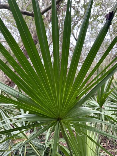 Sabal minor pálma legyező alakú levele közelről, háttérben erdei növényzettel