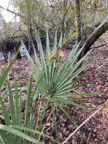 Egy Sabal minor pálma virágzó hajtásai erdei háttérrel