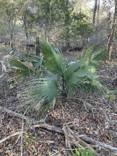 Egy Sabal minor pálma száraz aljnövényzetben, lehullott levelek között