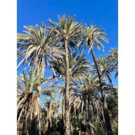 Phoenix dactylifera