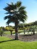 Washingtonia robusta seed