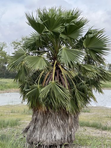 Washingtonia robusta