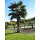 Washingtonia robusta mag