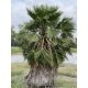 Washingtonia robusta