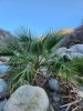 Washingtonia robusta seed