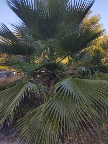 Egy Washingtonia robusta pálma sűrű, legyező alakú levelekkel