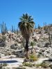 Washingtonia robusta seed