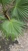 Washingtonia robusta