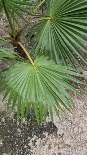 Két nagy, zöld legyező alakú levél Washingtonia robusta pálmáról közelről