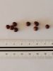 Washingtonia robusta seed