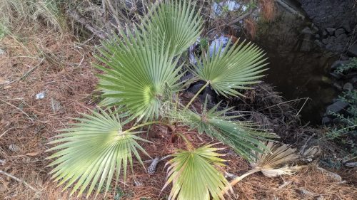 Egy fiatal Washingtonia robusta pálma egy patak partján, fenyőtűkkel borított talajon