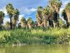 Washingtonia robusta