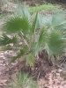 Washingtonia robusta