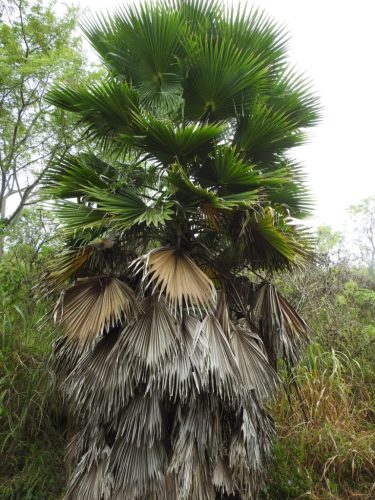 Egy Washingtonia robusta pálma kiszáradt, lehullott levelekkel a törzsén
