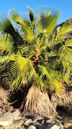 Egy napsütötte Washingtonia robusta pálma hegyi környezetben, sárgás-zöld lombozattal