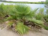 Washingtonia robusta