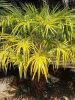 Livistona benthamii 'Golden' golden-leaved palm in sunlight