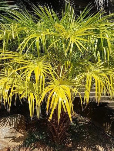Livistona benthamii 'Golden' golden-leaved palm in sunlight