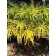 Livistona benthamii 'Golden' golden-leaved palm in sunlight