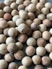 Livistona benthamii 'Golden' palm ripe seeds close-up