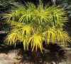 Livistona benthamii 'Golden' yellow fan palm in a natural setting