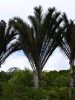 Raphia australis rafiapálma – hatalmas levélzet