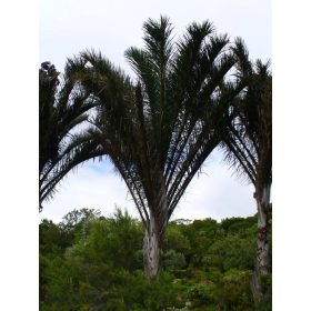 Raphia australis rafiapálma – hatalmas levélzet