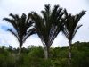 Raphia australis rafiapálma természetes megjelenése