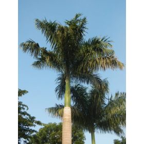 Roystonea regia – kubai királypálma, kifejlett növény (referenciafotó)