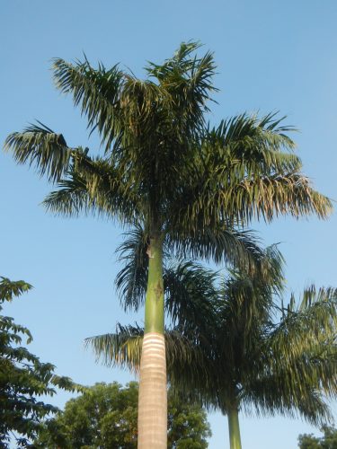Royal Palm Roystonea regia 20 Seeds
