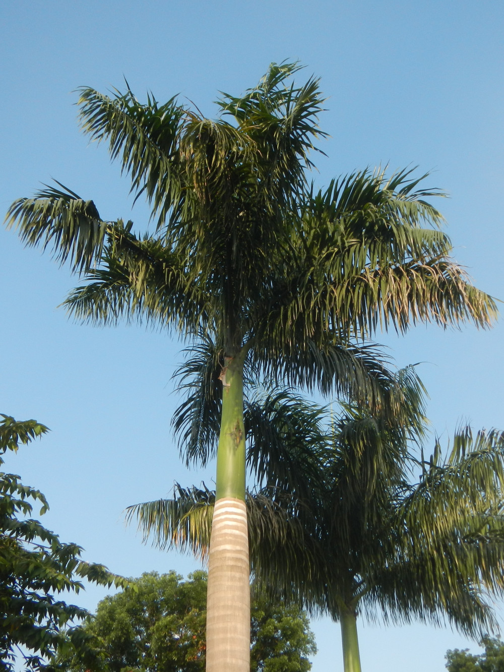 Roystonea regia 'Florida' – Florida Royal Palm – Buy seeds at