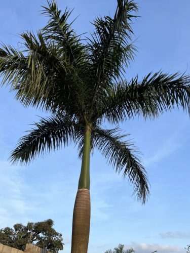 Roystonea regia – korona és íves levelek (referenciafotó)